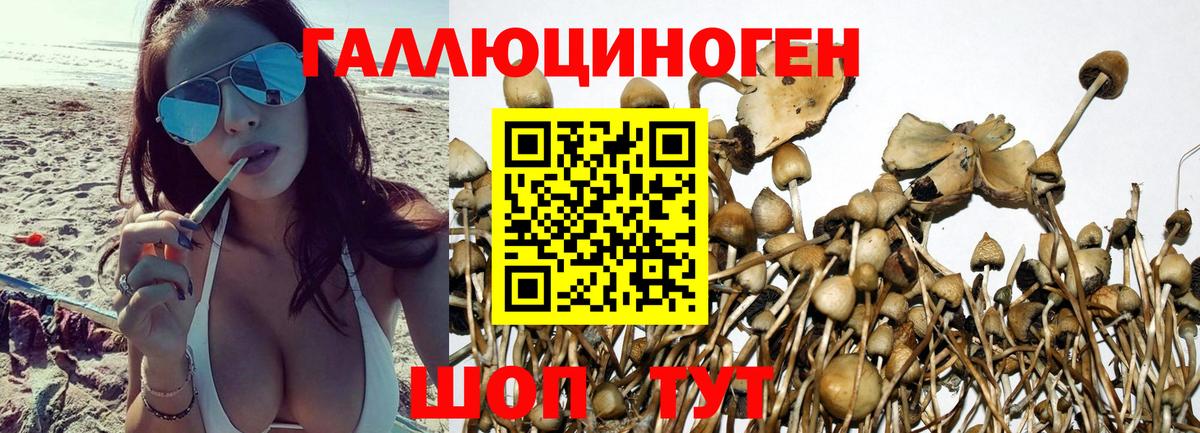 Назрань  Галлюциногенные грибы Psilocybine cubensis  Вход с VPN 